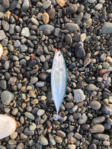 ソウダガツオの釣果