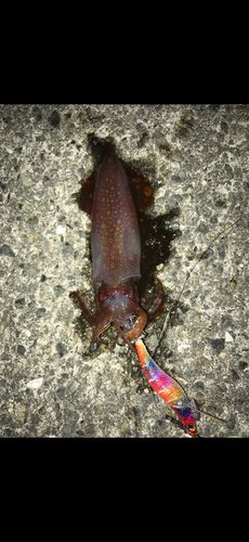 ケンサキイカの釣果