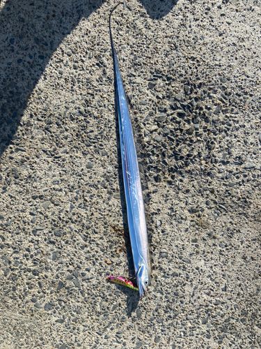 タチウオの釣果