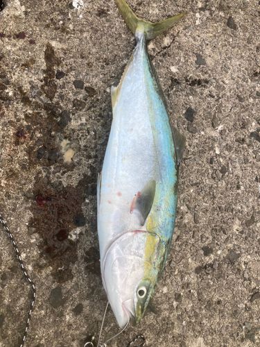 ワラサの釣果