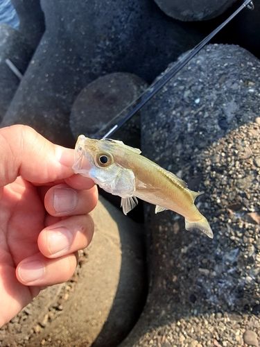 釣果