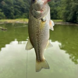 ラージマウスバス