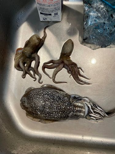 コウイカ