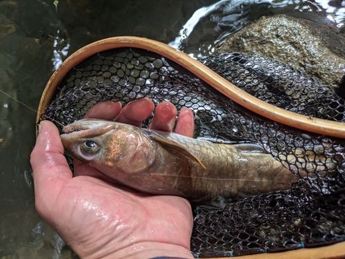 イワナの釣果