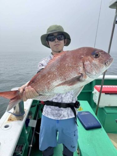 マダイの釣果
