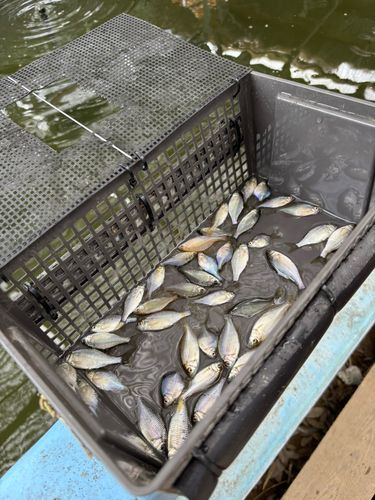 カネヒラの釣果