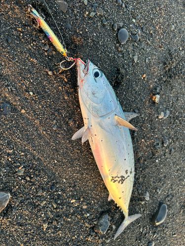 ソウダガツオの釣果