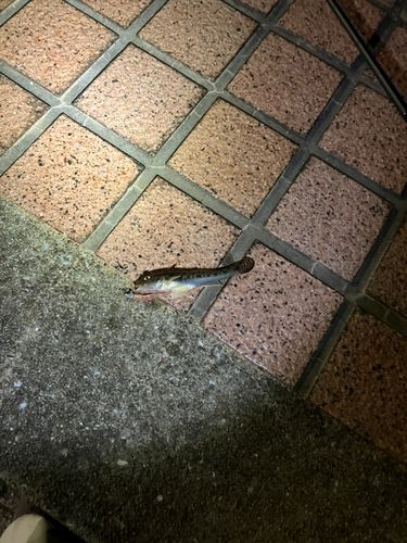 ハゼの釣果