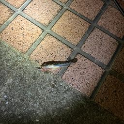 ハゼ