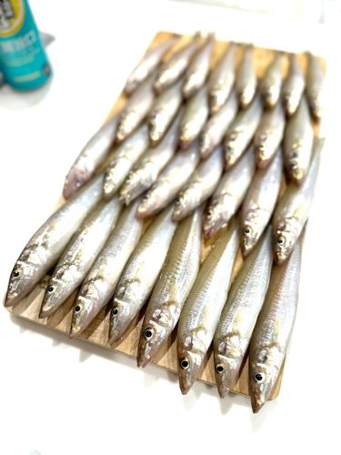 キスの釣果