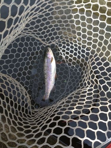 ニジマスの釣果