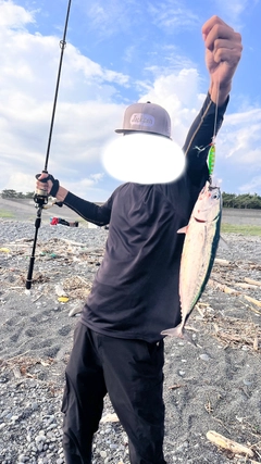 ソウダガツオの釣果