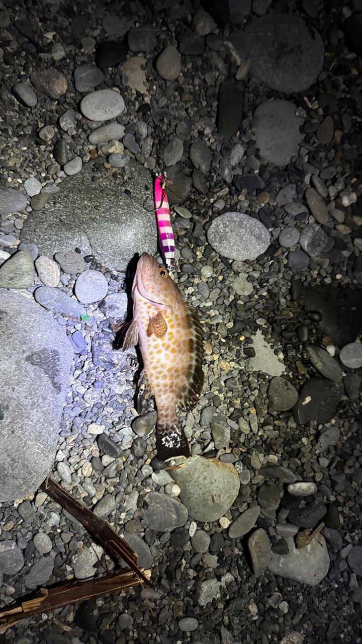 ソウダガツオ