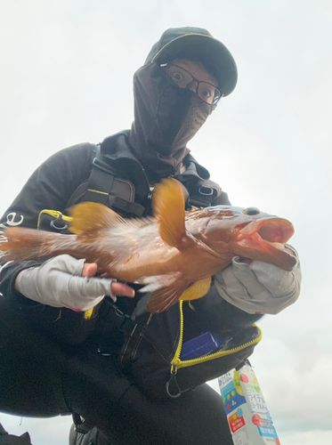 キジハタの釣果