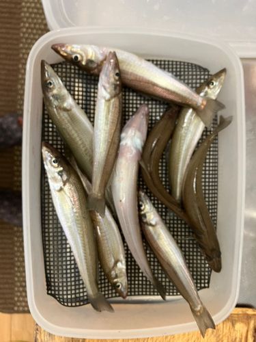 シロギスの釣果