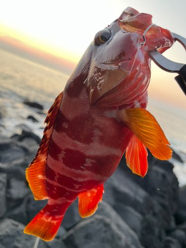 アカハタの釣果