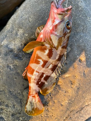 アカハタの釣果