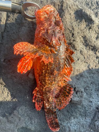 オニカサゴの釣果