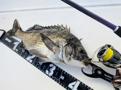 チヌの釣果