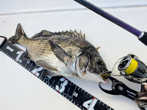 チヌの釣果