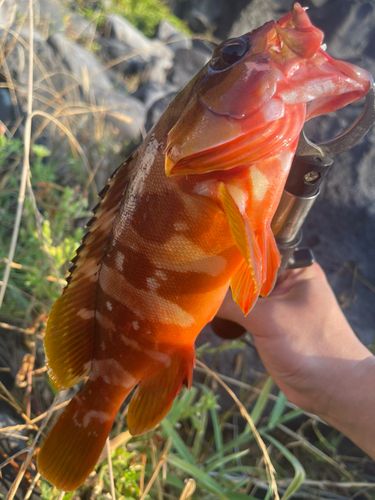 アカハタの釣果