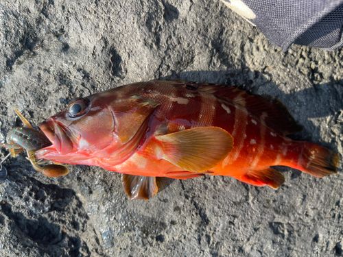 アカハタの釣果