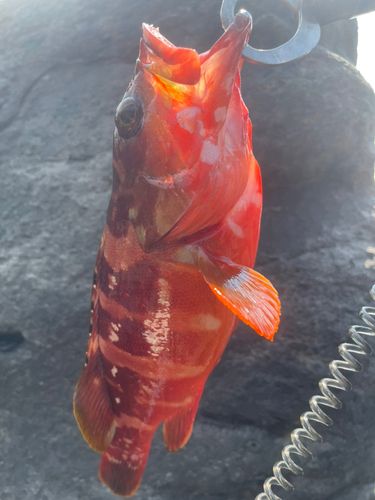 アカハタの釣果