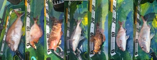 タイの釣果