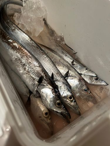 タチウオの釣果