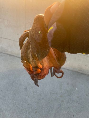タコの釣果