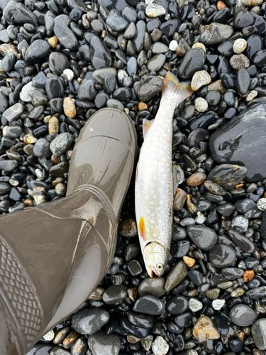 アメマスの釣果