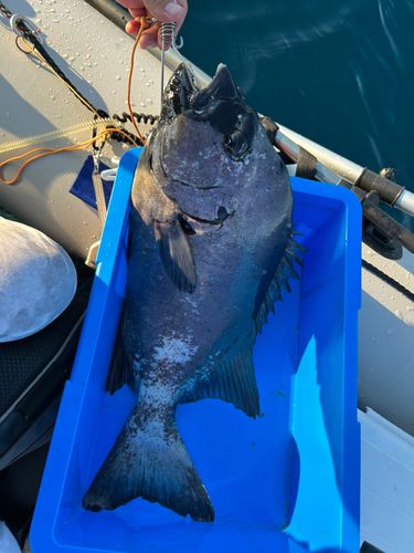 イシダイの釣果