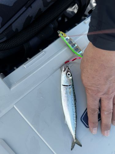 サバの釣果