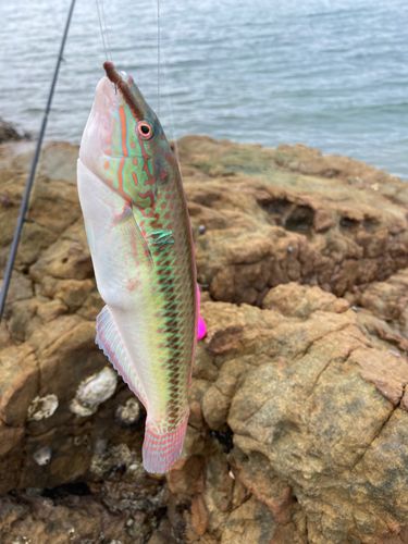 ベラの釣果