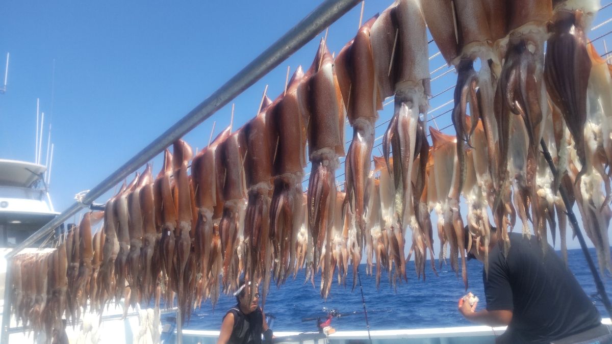 イカ時々魚さんの釣果 2枚目の画像