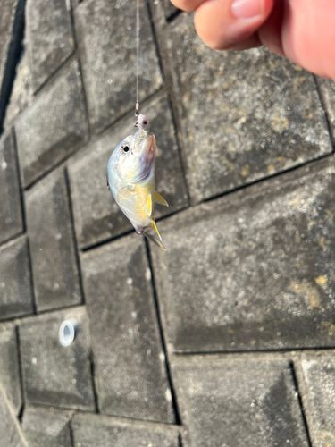 メッキの釣果