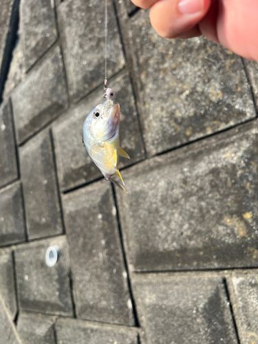 メッキの釣果