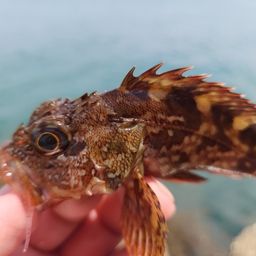 カサゴ