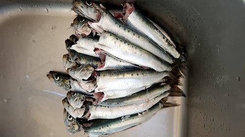 釣果