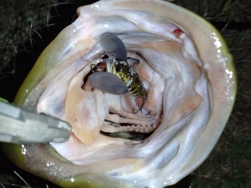 ラージマウスバスの釣果