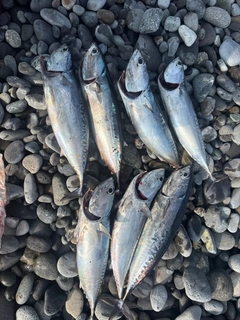 ソウダガツオの釣果