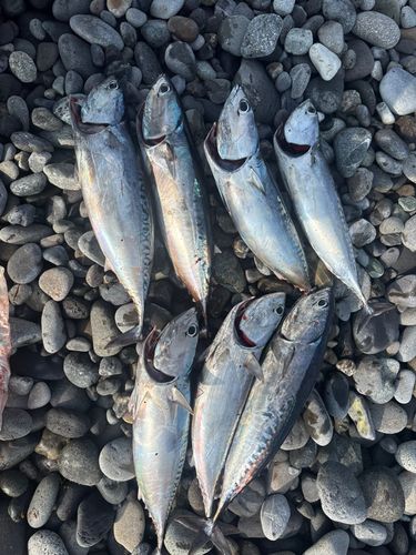 ソウダガツオの釣果