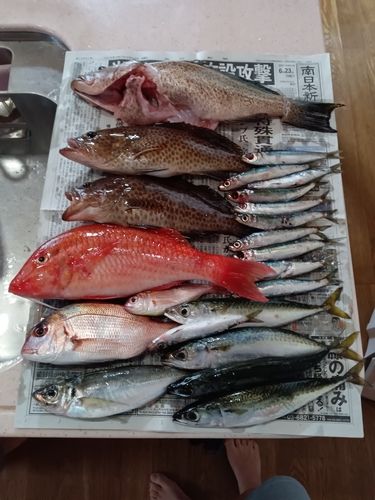 オジサンの釣果