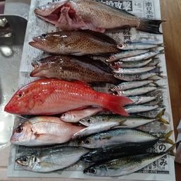 ホウライヒメジ