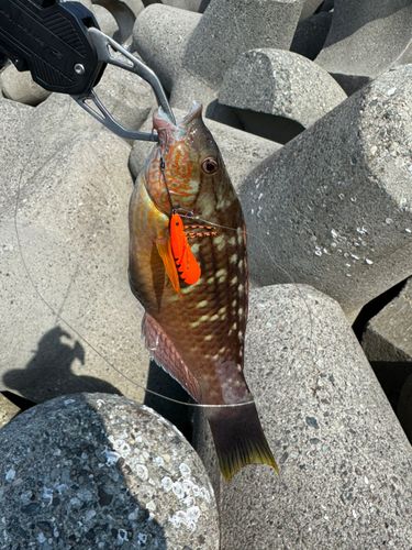 キジハタの釣果