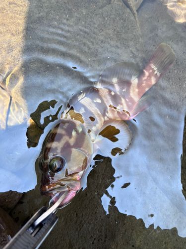 アカハタの釣果
