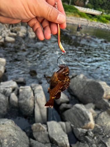 ガヤの釣果