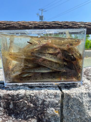 マハゼの釣果