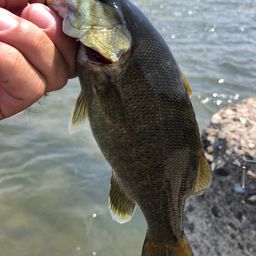 スモールマウスバス