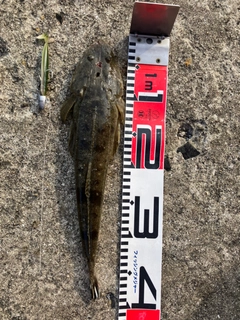 マゴチの釣果